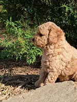 Percy, a male Cavapoo for sale in Charlottesville, VA – Photo 6 of 8