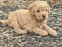 Percy, a male Cavapoo for sale in Charlottesville, VA – Photo 2 of 8