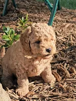 Percy, a male Cavapoo for sale in Charlottesville, VA – Photo 4 of 8