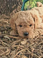 Percy, a male Cavapoo for sale in Charlottesville, VA – Photo 5 of 8