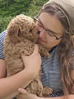 Percy, a male Cavapoo for sale in Charlottesville, VA – Photo 8 of 8