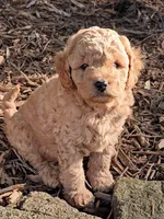 Percy, a male Cavapoo for sale in Charlottesville, VA – Photo 7 of 8