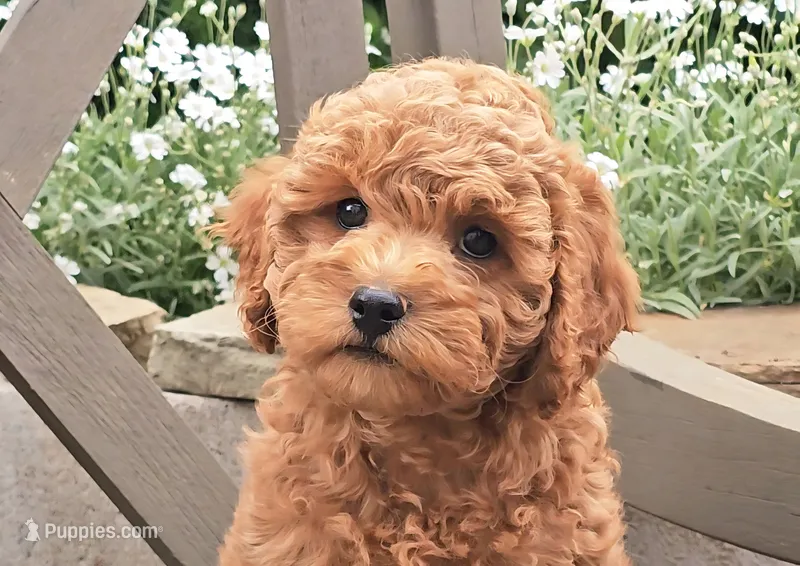 Tansy – Cavapoo puppy on hold in Charlottesville, VA