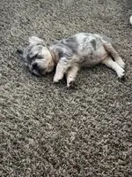 Mercedes, a female French Bulldog for sale in Stockbridge, GA – Photo 3 of 4