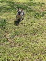 Mercedes, a female French Bulldog for sale in Stockbridge, GA – Photo 4 of 4