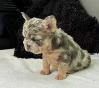 Mercedes, a female French Bulldog for sale in Stockbridge, GA – Photo 1 of 4