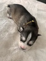 processed/ef1cc44a-7c96-488f-be2e-e0da8b6d3f8d/listing/0e65f8d6-20e1-43d6-8752-da03faa93a8b/61c36c12-8ff6-4bc8-ba27-8e7d3e7f1b97