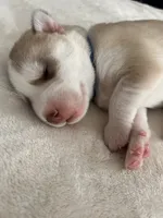 Bob- blue, a male Siberian Husky for sale in Cicero, NY – Photo 3 of 8