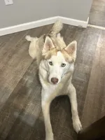 Bob- blue, a male Siberian Husky for sale in Cicero, NY – Photo 7 of 8