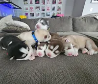 Bob- blue, a male Siberian Husky for sale in Cicero, NY – Photo 5 of 8