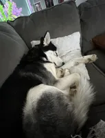 Bob- blue, a male Siberian Husky for sale in Cicero, NY – Photo 8 of 8