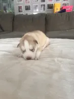 Bob- blue, a male Siberian Husky for sale in Cicero, NY – Photo 1 of 8