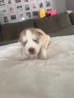 Bob- blue, a male Siberian Husky for sale in Cicero, NY – Photo 2 of 8