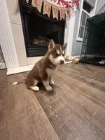 Teddy- green, a male Siberian Husky for sale in Cicero, NY – Photo 1 of 10