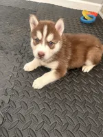 Teddy- green, a male Siberian Husky for sale in Cicero, NY – Photo 3 of 10