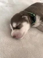 Teddy- green, a male Siberian Husky for sale in Cicero, NY – Photo 8 of 10