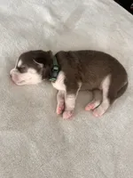 Teddy- green, a male Siberian Husky for sale in Cicero, NY – Photo 7 of 10