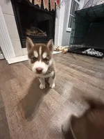 Teddy- green, a male Siberian Husky for sale in Cicero, NY – Photo 2 of 10