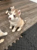 Winnie- pink, a female Siberian Husky for sale in Cicero, NY – Photo 2 of 9