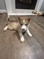 Winnie- pink, a female Siberian Husky for sale in Cicero, NY – Photo 1 of 9