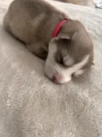 Winnie- pink, a female Siberian Husky for sale in Cicero, NY – Photo 7 of 9