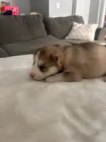 Winnie- pink, a female Siberian Husky for sale in Cicero, NY – Photo 5 of 9