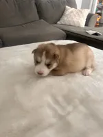 Winnie- pink, a female Siberian Husky for sale in Cicero, NY – Photo 4 of 9