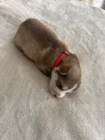 Winnie- pink, a female Siberian Husky for sale in Cicero, NY – Photo 6 of 9