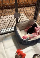 Baby girl, a female Chihuahua for sale in Murphysboro, IL – Photo 5 of 5