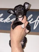 Baby girl, a female Chihuahua for sale in Murphysboro, IL – Photo 2 of 5