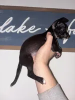 Baby girl, a female Chihuahua for sale in Murphysboro, IL – Photo 3 of 5