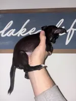 Baby girl, a female Chihuahua for sale in Murphysboro, IL – Photo 4 of 5