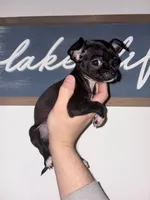 Baby girl, a female Chihuahua for sale in Murphysboro, IL – Photo 1 of 5