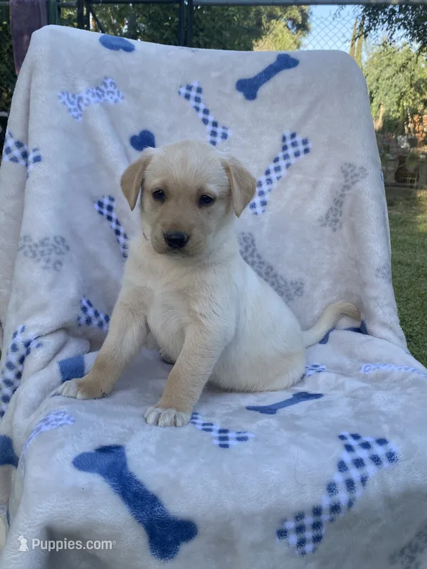 Labrador  – Labrador Retriever puppy for sale in Lindsay, CA