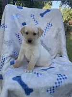 Labrador , a female Labrador Retriever for sale in Lindsay, CA – 1 of 3