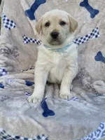 Labrador , a female Labrador Retriever for sale in Lindsay, CA – 4 of 5