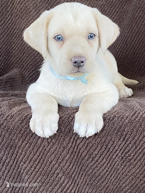 Labrador  – Labrador Retriever puppy for sale in Lindsay, CA