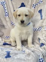 Labrador , a male Labrador Retriever for sale in Lindsay, CA – 5 of 5