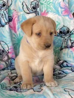 Labrador, a male Labrador Retriever for sale in Lindsay, CA – Photo 7 of 7