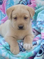 Labrador, a male Labrador Retriever for sale in Lindsay, CA – Photo 2 of 7
