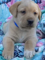 Labrador, a male Labrador Retriever for sale in Lindsay, CA – Photo 5 of 7