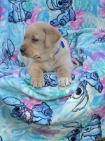 Labrador, a male Labrador Retriever for sale in Lindsay, CA – Photo 3 of 7