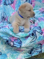 Labrador, a male Labrador Retriever for sale in Lindsay, CA – Photo 4 of 7