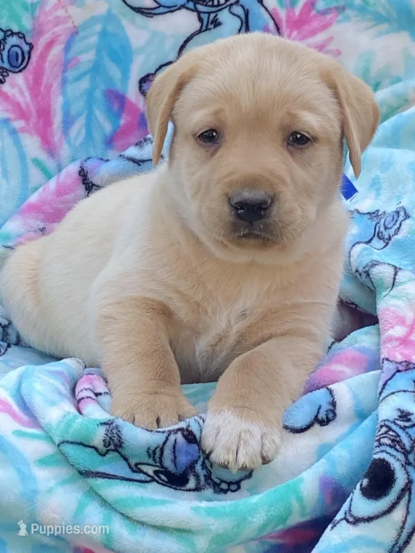 Labrador, a male Labrador Retriever for sale in Lindsay, CA – Photo 1 of 7