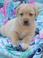 Labrador, a male Labrador Retriever for sale in Lindsay, CA – Photo 1 of 7