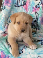 Labrador, a male Labrador Retriever for sale in Lindsay, CA – Photo 6 of 7