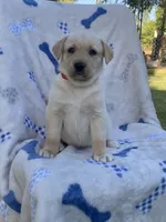 Labrador , a female Labrador Retriever for sale in Lindsay, CA – 2 of 3