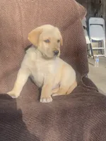 Labrador , a female Labrador Retriever for sale in Lindsay, CA – 1 of 3