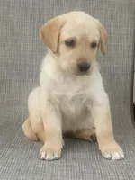 Labrador , a female Labrador Retriever for sale in Lindsay, CA – 2 of 3