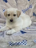Labrador , a female Labrador Retriever for sale in Lindsay, CA – 3 of 5